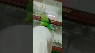 Mey meethu meethu beta 🌳🐦 shortsfeed parrot birds youtubeshorts ytshorts Sonutotababy143🥰 [upl. by Adyahs454]