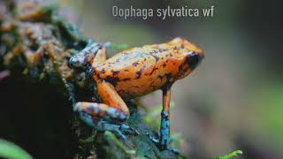 Big Oophagas  Dartfrogs from Columbia [upl. by Calypso]