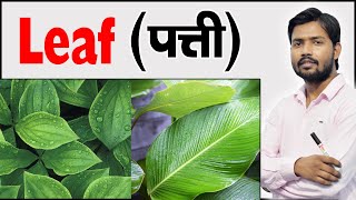 पत्ती  Parts of a Leaf 🍃  Step by Step Drawing  Know How Its Works by Khan Sir [upl. by Swann]