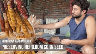 How we prevent crosspollination in our heirloom corn seed [upl. by Mishaan60]