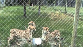 Cheetahs Meowing like Kitty Cats at Orana Wildlife Park in Christchurch New Zealand [upl. by Ytte677]