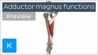 Functions of the adductor magnus muscle preview  Human 3D Anatomy  Kenhub [upl. by Einal]