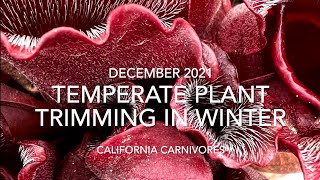 How to Cut Back Temperate Carnivorous Plants in Winter [upl. by Standford]