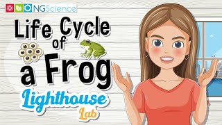 Lighthouse Lab – Life Cycle of a Frog [upl. by Verla79]