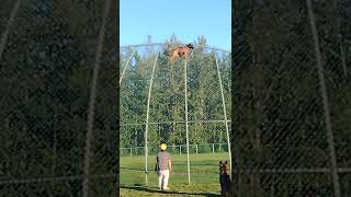 training Belgian malinois climbs more then 20feet [upl. by Alexina]