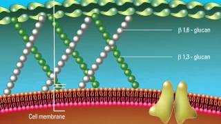 Overview of the Fungal Cell Structure [upl. by Flo531]