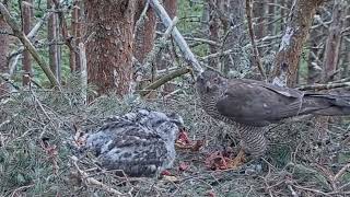 Goshawk Nest RSPB Loch Garten Scotland  Jastrzębie  🐥🌹🍀🐥🌹🍀🐥🌹🍀 Karmienie i przelot intruza [upl. by Bonny138]