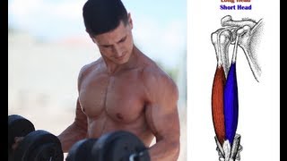 QTT 4  Best Biceps Exercise for Bigger Peaks Long Head [upl. by Cirederf]