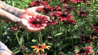 Cherry Brandy Rudbeckia  Veseys [upl. by Hutt]