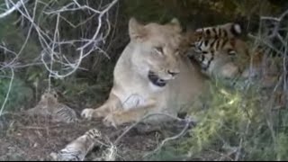 Lion in Tiger Den Lions and tigers need your help [upl. by Hawger]