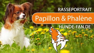 ► Papillon amp Phalène 2019 Rasse Aussehen amp Charakter [upl. by Noelle]