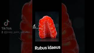 Rubus idaeus [upl. by Antipas]