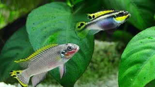 Acquario Juwel Rio180 Pelvicachromis Taeniatus quotgiochi amorosiquot [upl. by Wiles]