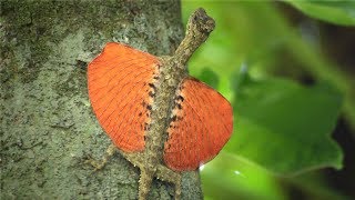 FLYING LIZARD in Slow Motion [upl. by Dahlia]