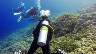 22112015  Plongée à la Passe sud de Fakarava Tetamanu avec son mur de requins [upl. by Neyuq728]