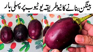 Eggplant Fry Recipe  Famous Street Style Began Fry  Samiullah Food by Eggplant Fry Recipe [upl. by Nyhagen]