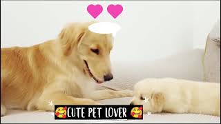 Golden Retriever Meets Puppy Just Like Him for The First Time [upl. by Llednor525]