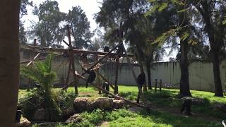 chimpanzees fighting in israel zoo [upl. by Cristen]