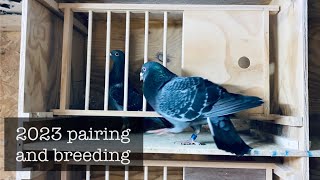 2023 pairing and breeding racing pigeons [upl. by Melone]