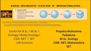 Radial cleavage in mesolecithal eggs [upl. by Schach]