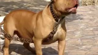 Pitbull latindo [upl. by Desdemona]