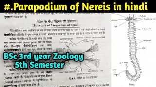 Structure of Parapodium of Nereis in hindi  BSc 3rd year Zoology 5th Semester [upl. by Anekahs]