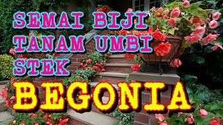 CARA MENANAM UMBI BIJI DAN STEK BATANG BEGONIA [upl. by Ard]