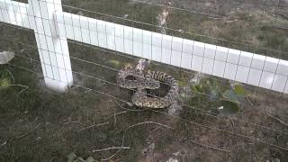 Bullsnake Bull Snake in Montana hissing mad and defensive [upl. by Januarius]