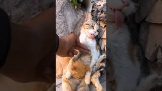 Rescue Cats Last Hug Kitten Embraces Dying Mother Unbelievable Outcome [upl. by Boiney]