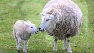 Sheep Sounds and Pictures for Education and Teaching [upl. by Arreyt]