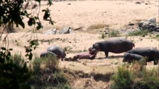 Male hippo attacks baby hippo [upl. by Larissa828]