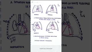 Cinétique pulmonaire et pneumathorax [upl. by Chu296]