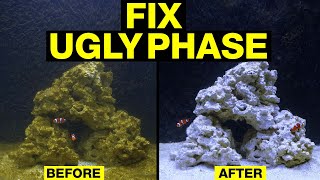 Top 10 Fixes to Turn the Nasty Brown Stage of Your Saltwater Tank Cycle Around [upl. by Adliwa]