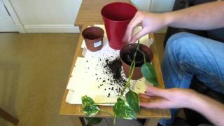 How To Repot A Pothos Vine [upl. by Bristow]