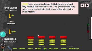 GR 11 Digestive Enzymes and Hormones Science Video Tutorial [upl. by Nosredna]