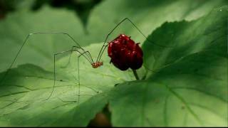 Harvestman stands on goldenseal in Delaware County Ohio USA July 17 2009 [upl. by Niletac]