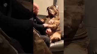 cane corso or pitbull dog reaction 👺😱🤣 viral dogoargentino doglover reels shortvideo [upl. by Marris44]