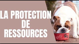 COMPORTEMENT DU CHIEN  CHIEN JALOUX OU PROTECTION DE RESSOURCES [upl. by Dimond]