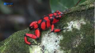 Oophaga Histrionica Bahia Solano [upl. by Eissirhc]