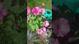 lavatera plantlate bloomer but didnt disappoint rosemallow lavatera garden [upl. by Wendall]