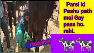 Paschim Uttar Pradesh ki lagne wali Sabse Badi Mandi Hai Parsi gayon ki special Mandi youtube [upl. by Jedlicka806]