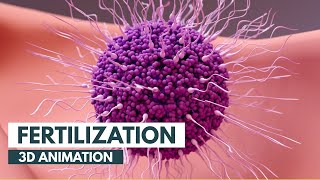 How Fertilization happens  3D Animation [upl. by Dupuy]