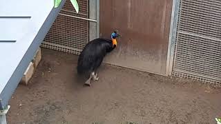 Northern Cassowary  Bird Paradise Singapore [upl. by Ulberto174]