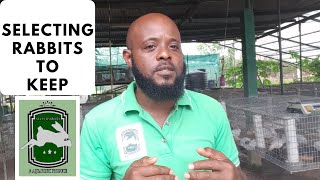 Trinidad Rabbit Farming  Selecting Rabbits To Keep [upl. by Kartis279]