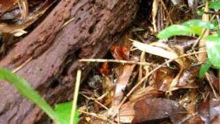 Mantella aurantiaca in Madagascar [upl. by Ennairak295]