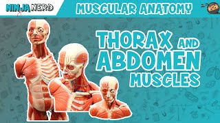 Muscles of the Thorax amp Abdomen  Anatomy Model [upl. by Ahcorb]