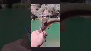 شکاری نے بڑی مچھلی پکڑ لیShekare ne Bre Machle Pakar le shots fishing fish [upl. by Gilmour964]