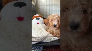 How to Get Puppy to Sleep in the Crate onlinedogtraining dog puppytrainingtips [upl. by Raveaux]