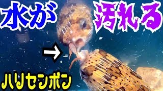 汚れたら掃除だ！人工海水を作る！ハリセンボン水槽水換え☆ [upl. by Eelyr]