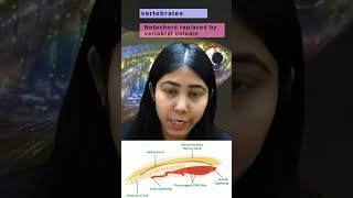 Phylum Chordata  Explanation of Characteristics Classification amp Diagram  Biology  Adhyayanta [upl. by Kristien]